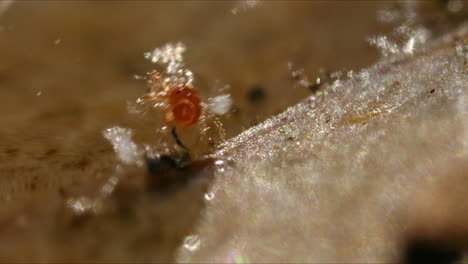 Primer-Plano-De-ácaro-Junto-Al-Agua-Con-Luz-Solar-Brillante-Defractando,-Macro-Extrema-En-La-Naturaleza