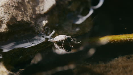 Mosquito-Quironómido-En-La-Superficie-Del-Agua,-Posiblemente-Poniendo-Huevos,-Con-Exuvia-Detrás,-Moviéndose-Suavemente-Con-La-Brisa-Bajo-El-Sol-Brillante