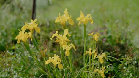 Nahaufnahme-Von-Leuchtend-Gelben-Blumen,-Die-Auf-Einer-üppigen-Grünen-Wiese-Blühen