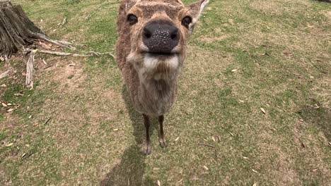 Friendly-Sika-Deer-Approaches-Park-Visitor-In-Nara,-Japan