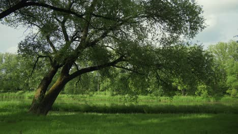 Zona-Tranquila-Junto-Al-Río-Con-Un-árbol-Grande-Y-Extenso-Con-Un-Exuberante-Follaje-Verde-Que-Se-Arquea-Sobre-El-Río