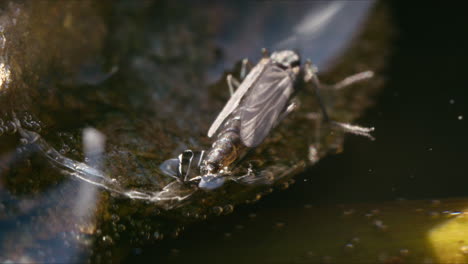 Macro-Chironomid-midge-on-the-water-surface,-possibly-laying-eggs,-with-exuvia-behind-it,-moving-gently-in-the-breeze-under-bright-sunshine