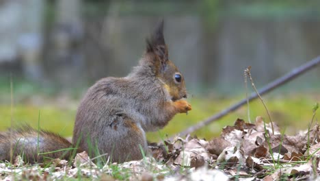 Red-squirrel-in-the-forest-on-the-ground,-handheld-closeup-shot