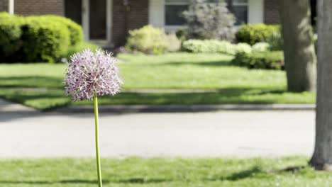 Ornamental-onion-swaying-in-the-wind-in-front-of-suburban-street-on-a-sunny-day