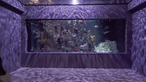 Fish-tank-with-a-variety-of-species-in-an-aquarium