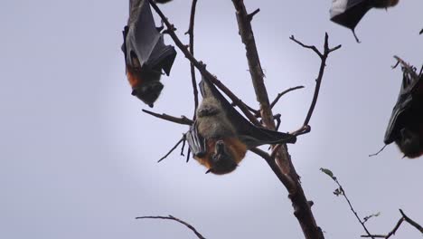 Fledermaus-Hängt-Von-Baumzunge-Lecken-Australien-Gippsland-Victoria-Maffra-Tagsüber