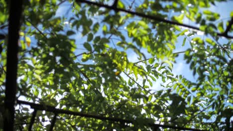 Hermosa-Escena-Cinematográfica-De-Las-Hojas-De-Un-árbol-Con-Un-Poco-De-Sol-Y-Cielo-Azul-En-El-Fondo.