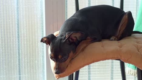 Decayed-dog-on-top-of-a-chair