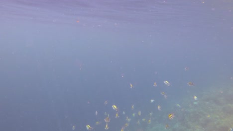 School-of-sergeant-major-fish-swims-above-a-vibrant-coral-reef-off-Kri-Island-in-the-Raja-Ampat-archipelago,-Indonesia