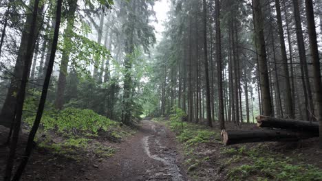 Paisaje-Forestal-Con-Un-Sendero,-Un-Paseo-Entre-Los-árboles-En-Tiempo-Lluvioso-Trae-Bienestar-Y-Alivio-Del-Estrés