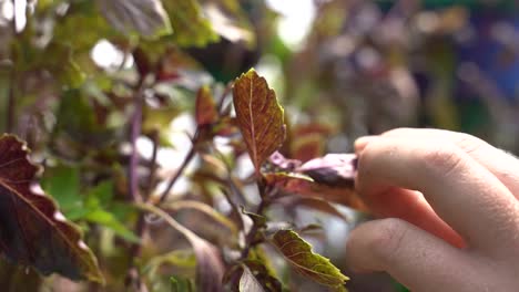 Un-Primer-Plano-De-Una-Mano-Que-Inspecciona-Delicadamente-Las-Hojas-De-Una-Planta-De-Albahaca-De-ópalo-Oscuro,-Seguido-De-Un-Corte-Preciso-De-Una-De-Las-Hojas