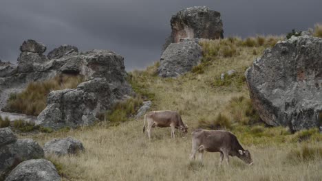 2-Vacas-Pastando-En-El-Bosque-De-Piedras-Ubicado-En-El-Altiplano-Peruano