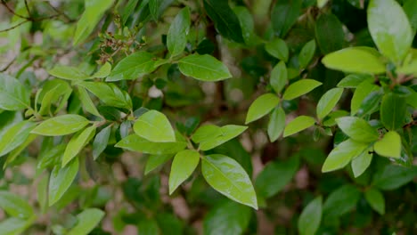 Nahaufnahme-Von-üppigen-Grünen-Blättern-Auf-Einem-Ast-In-Einer-Gartenumgebung