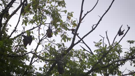 Bat-Flying-and-Landing-Onto-Tree-Branch-During-Daytime-Australia-Gippsland-Victoria-Maffra