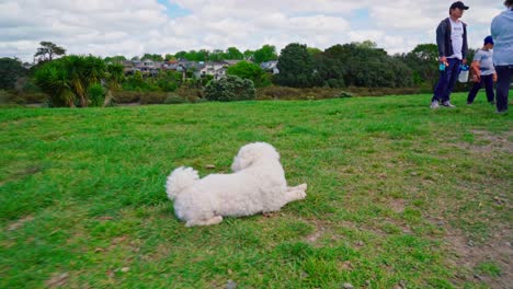 Perro-Descansando-Después-De-Jugar-Con-Otros-Perros-En-El-Parque-Para-Perros