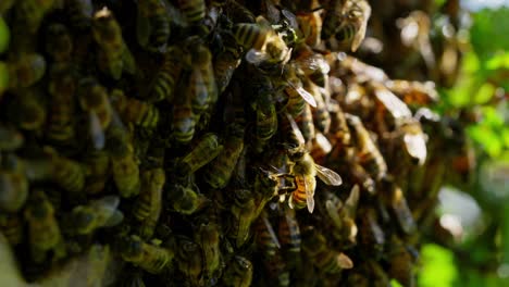 Familia-De-Abejas