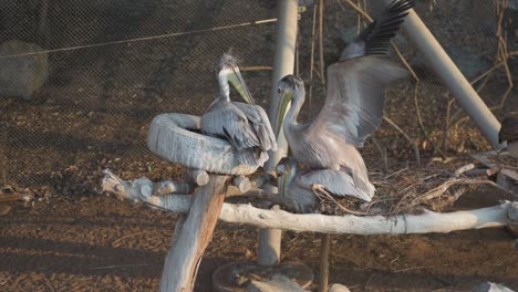 Group-of-pelicans-sitting-on-nest-and-fighting-for-food