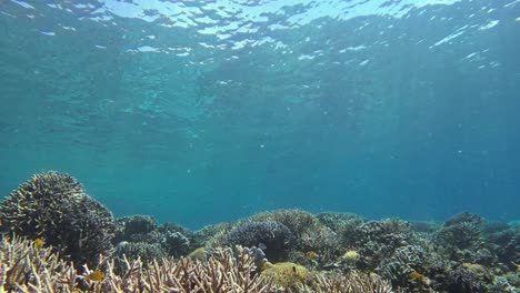 The-camera-moves-smoothly-over-the-seabed,-revealing-the-vibrant-coral-reef-of-Raja-Ampat-archipelago,-Indonesia