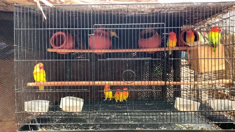 Rosy-faced-lovebird-Birds-are-seen-inside-the-big-cage-and-are-eating-some-bird-food