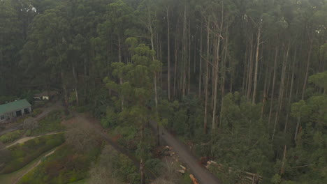 Slow-aerial-descent-above-natural-gumtree-forest-as-people-walk-their-dogs-along-dirt-road-to-view-fallen-trees-from-windstorm-in-Olinda,-Victoria,-Australia.