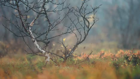 Leafless-birch-tree-with-dark-twisted-branches-in-the-autumn-tundra