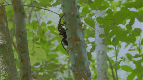 Araña-Negra-Trepando-Por-Un-Tronco-Espinoso