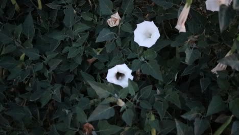 White-Moonflower-with-hummingbird-hunting-nectar