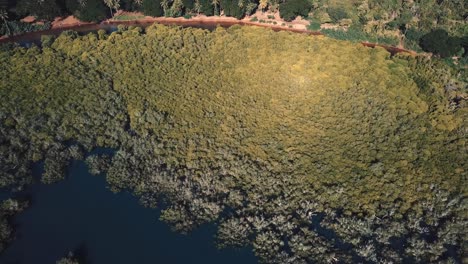 Große-Mangroven-Neben-Dem-Meer-Mit-Wäldern-Im-Hintergrund