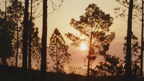 Una-Suave-Panorámica-Captura-El-Rojo-Amanecer-En-Un-Bosque-De-Pinos-En-La-Isla-De-La-Juventud,-Al-Sur-De-Cuba.