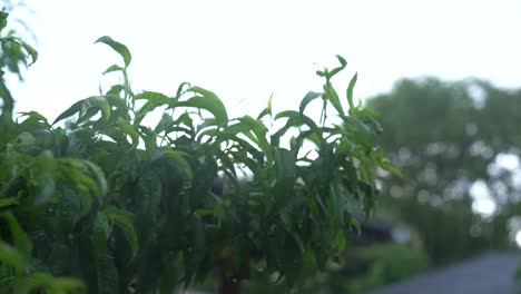 Raindrops-gently-fall-on-lush-green-leaves-of-a-peach-tree-in-a-serene-garden