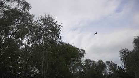 Murciélagos-Volando-Alrededor-De-Los-árboles-Durante-El-Día-Australia-Gippsland-Victoria-Maffra