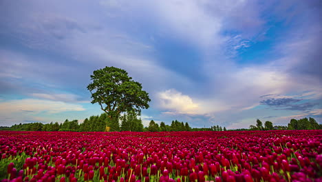 Crimson-Clover-growing-in-endless-field,-time-lapse-view