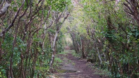 Fuerte-Viento-En-La-Carretera-En-Un-Bosque-En-Un-Día-Tormentoso