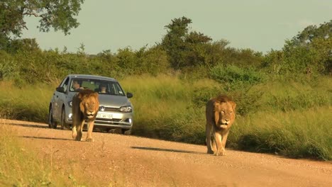 Lions-hold-up-traffic-as-the-stroll-down-a-dirt-road-on-a-South-African-reserve