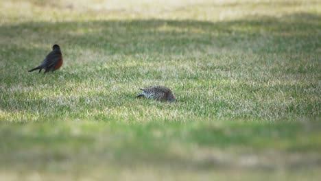 Pájaro-Carpintero-Cavando-En-La-Hierba-En-Busca-De-Gusanos