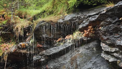 Water-drips-slowly-over-dark,-withered,-moss-covered-rocks,-creating-a-tranquil-ambiance-in-a-secluded-natural-setting