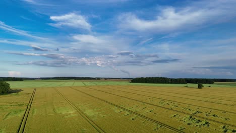 Aerial-view-of-a-golden-wheat-field-in-France-under-a-vibrant-blue-sky-with-scattered-clouds