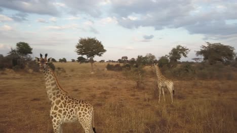 Zwei-Wilde-Afrikanische-Giraffen-Stehen-Vorsichtig-Da-Und-Beobachten-Eine-Drohne,-Die-Sie-Langsam-Umkreist