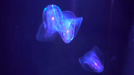 Jellyfish-from-the-pacific-ocean