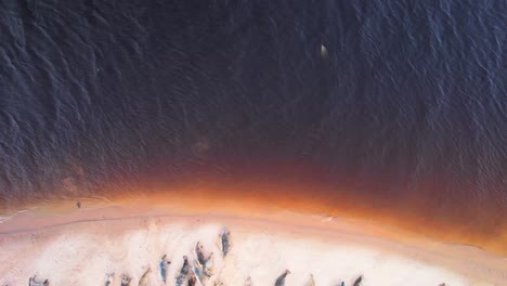 Colonia-Aérea-De-Focas-Con-Drones-En-La-Playa-De-Findhorn-En-Forres,-Escocia---Vista-De-Pájaro