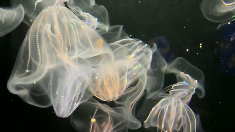 Warty-Comb-Jelly-Congregating-In-An-Aquarium-Displaying-Colorful-Bioluminescent-Light