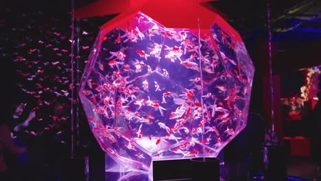 Artistic-goldfish-display-aquarium-as-lights-change