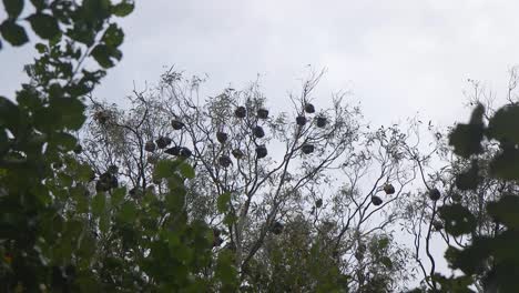 Fledermauskolonie-Schläft-Im-Baum-Australien-Gippsland-Victoria-Maffra-Tagsüber