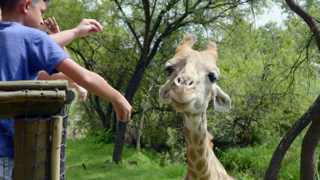 Kleine-Kinder-Füttern-Giraffen-Im-Südafrikanischen-Wildpark