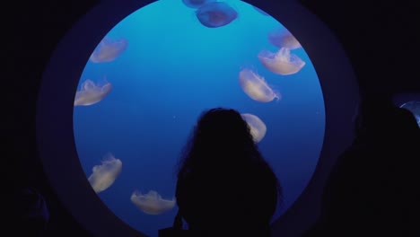 Static-Slow-Motion-Shot-of-Tourist-Silhouettes-Watching-Jellyfish-Floating-Around-in-an-Aquarium-In-California