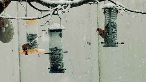 Pequeños-Pájaros-Tratando-De-Protegerse-De-La-Nieve