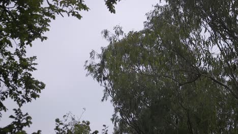 Bat-Flying-And-Landing-Onto-Tree-Slow-Motion-Australia-Gippsland-Victoria-Maffra-Daytime