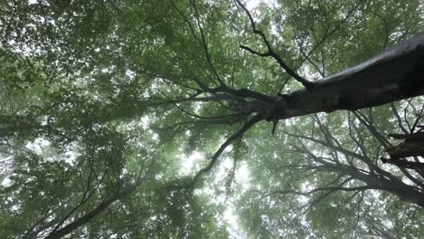 Leafy-canopy-of-trees-on-a-misty-spring-morning