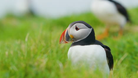 Puffin-stands-on-lush-green-grass-in-Scotland's-Lunga-Island,-close-up