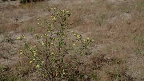 Gelb-Blühende-Pflanze-In-Einem-Trockenen,-Grasbewachsenen-Feld,-Hervorhebung-Der-Natürlichen-Vegetation